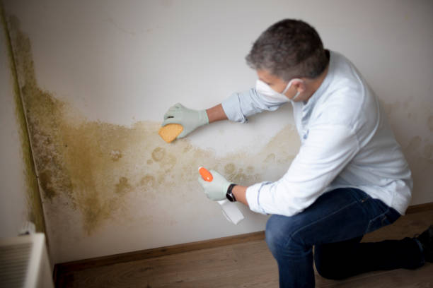 Best Industrial Mold Remediation  in Wtmore Village, HI