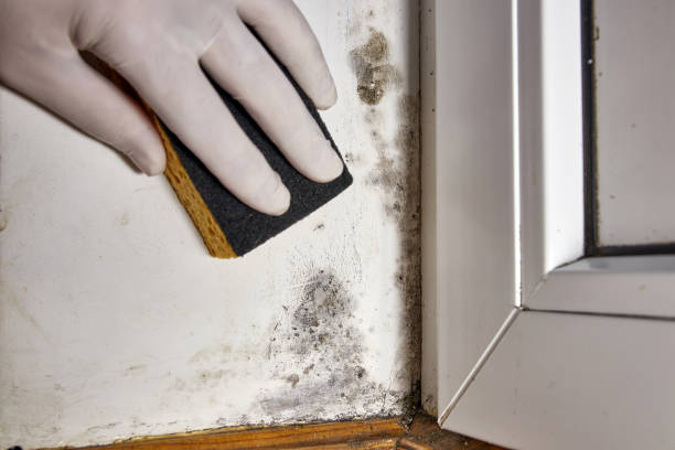 Best Air Quality Testing for Mold Spores  in Wtmore Village, HI